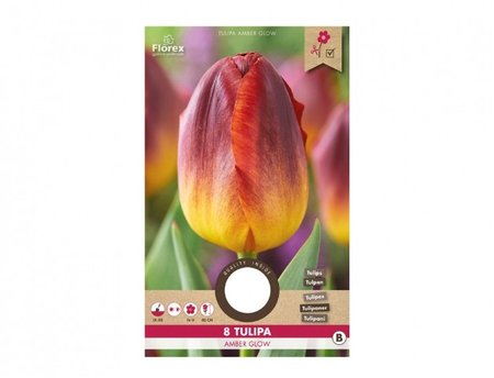Cibulky - Tulipán triumph AMBER GLOW, 8ks