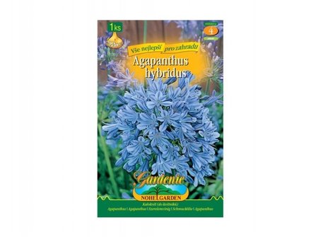 Cibulky - Kalokvt - Agapanthus hybr. BLUE, 1 ks