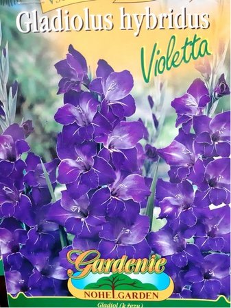 Cibulky - Gladiola velkokvt VIOLETTA, 6 ks