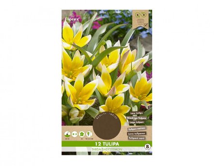 Cibulky - Tulipn botanick DASYSTEMON, 12ks