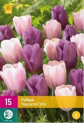 Cibulky - Tulipn MACARON MIX, 12 ks