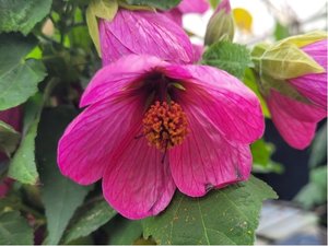 Abutilon rov