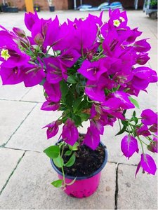 Bougainvilea na kmnku, P 14
