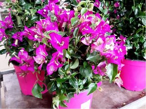 Bougainvillea v kvtini P17 - ke