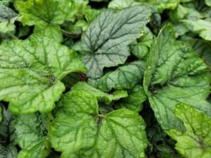 Dluela - Heucherella QUICKSILVER