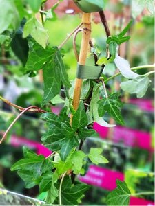 Bean - Hedera helix