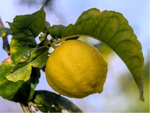Citronk VOLKAMERV, K 19