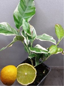 Citronk panaovan