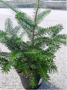 Jedle korejsk - Abies koreana