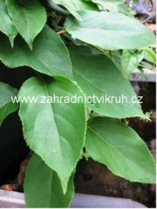 Kiwi arguta - samec