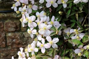 Clematis horsk GRANDIFLORA - bl