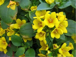 Lysimachia