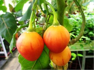 Rajenka - Tamarillo