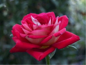Růže CARAMBA - velkokvětá, červená - zespodu bílá