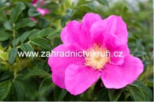 Re svraskal - Rosa rugosa