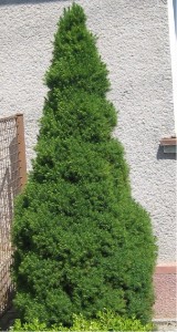 Smrk kuelovit - Picea glauca CONICA