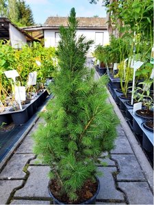 Smrk kuelovit - Picea glauca CONICA