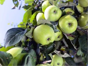 Sloupovitá jabloň TANGY GREEN - podnož MM106