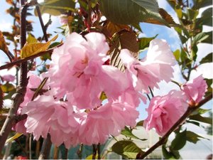 Sakura - Prunus serr. KIKU - SHIDARE - ZAKURA - kmen 150 cm