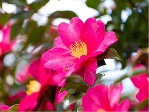 Kamlie - Camellia sasanqua CLEOPATRA - sv. rov