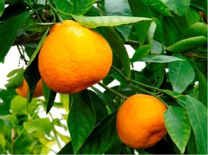 Mandarinka PRIMASOLE - roubovan