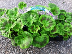 Pelargonie vzpmen 10 pack