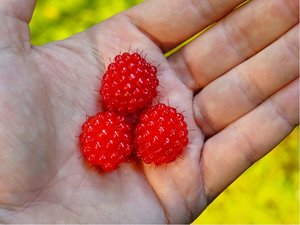 Malink RASPBERRY TOWER - erven, stleplodc