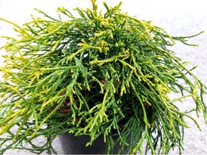 Cypi hrachonosn - Chamaecyparis pisifera SUNGOLD, C 2 l