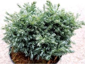 Cypiek hrachonosn - Chamaecyparis pisifera BABY BLUE