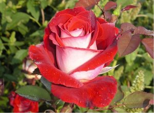 Růže ASIA - velkokvětá, červená - zespodu bílá