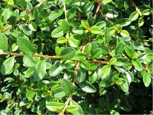 Skalnk plaziv - Cotoneaster