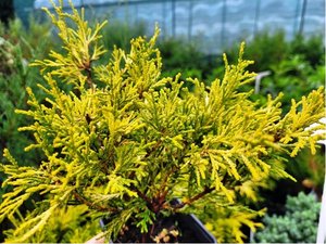 Cypiek hrachonosn - Chamaecyparis pisifera FILIFERA AUREA NANA