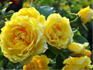 Růže GOLDEN SUN - pnoucí, žlutá