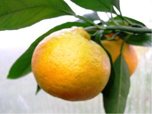 Mandarinka CHOSTA - roubovaná
