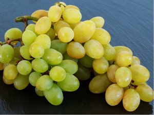 Rva venkovn HAROLD - bl, v kontejneru