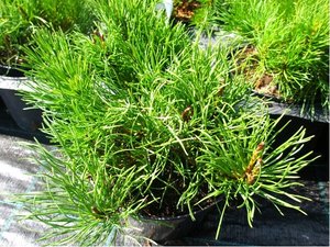 Borovice kleč - Pinus mugo, C 2 l