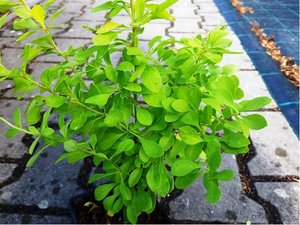 Dil Thunbergv - Berberis thunbergii AUREA