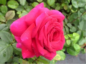 Růže BIG PARADE - velkokvětá, růžová