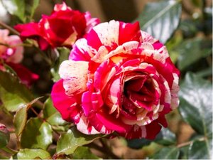 Růže PAPAGENO - velkokvětá, růžovobílá - žíhaná