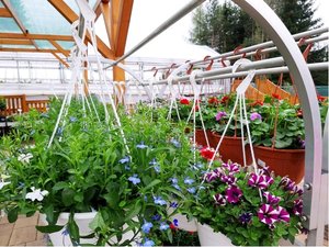 Balkonové rostliny v závěsném květináči