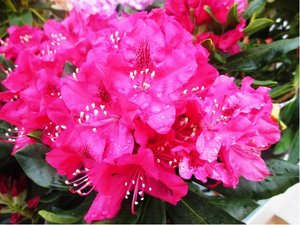 Rhododendron NOVA ZEMBLA - růžový, C 5 l