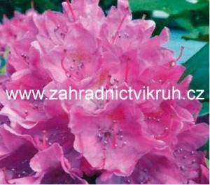 Rhododendron ROSEUM ELEGANS - lila, C 4 l
