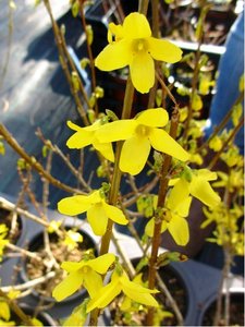 Zlatice prostedn - Forsythia intermedia WEEK END, C 1 l