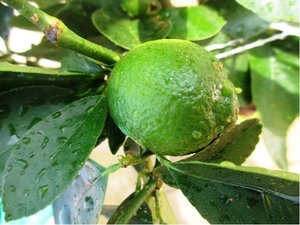 Limeta - Lime Verde