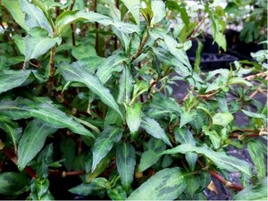 Vietnamsk koriandr - Polygonum odoratum, K 12