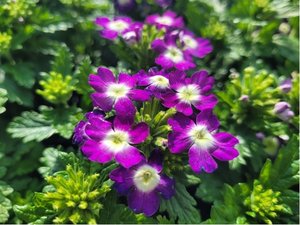 Verbena sel Blues Dark Violet 21 - fialov