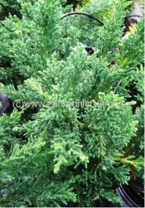 Cypi tupolist - Chamaecyparis obtusa TSATSUMI GOLD, C 2 l