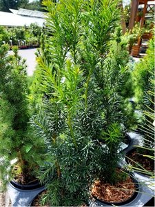 Tis prostedn - Taxus media HICKSII, C 2 l
