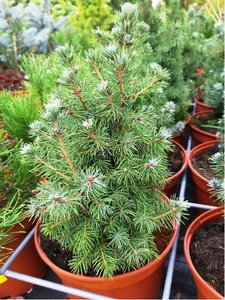 Smrk zakrsl siv - Picea    glauca SANDERS BLUE,     C 2 l