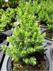 Smrk siv - Picea glauca RAINBOWS END, C 2 l